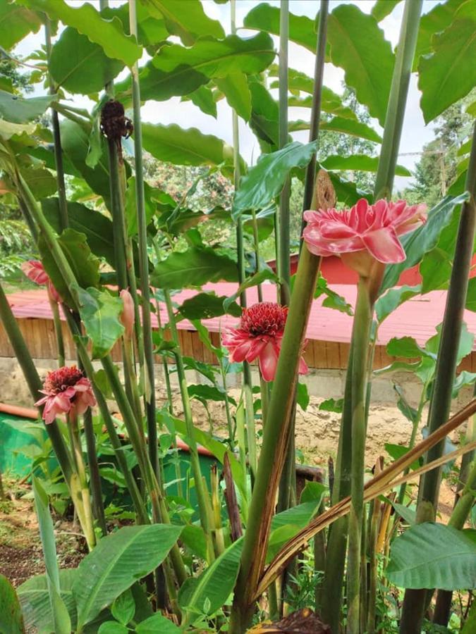 Guest House Quinta Natural Bangalots Graca 외부 사진