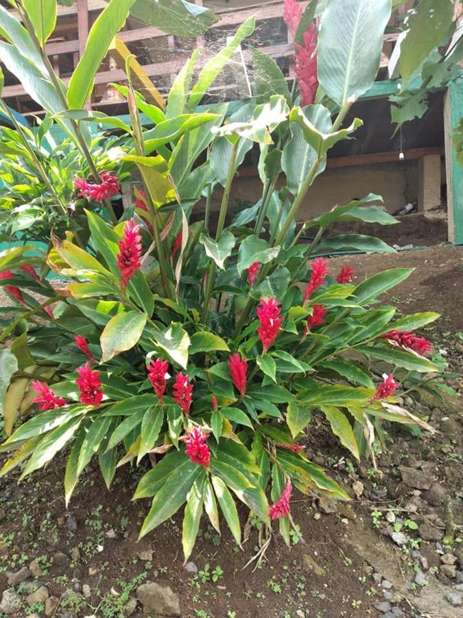 Guest House Quinta Natural Bangalots Graca 외부 사진